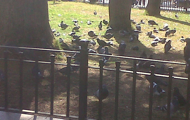 Así lucen las instalaciones de la Plaza San Martín por acción de las palomas.