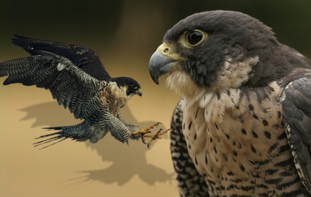 Los pichones de halcones ya fueron encargados por el municipio cordobés.