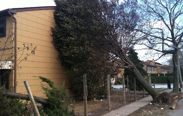 El huracán derribó varios árboles en Staten Island.