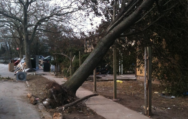 El huracán derribó varios árboles en Staten Island.