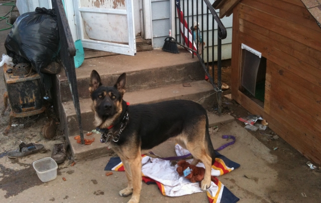 El perro que debió nadar 14 horas para poder sobrevivir.