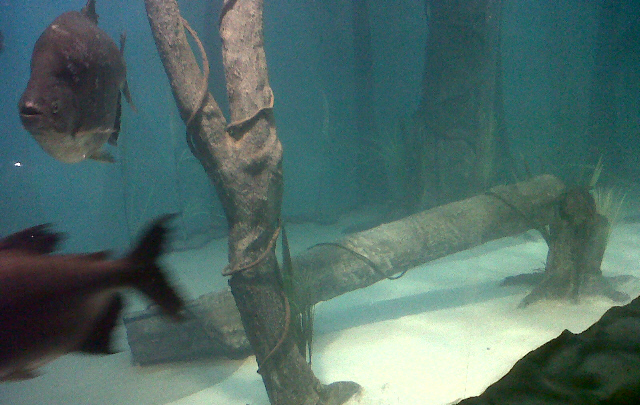 El acuario es uno de los más grandes del país.