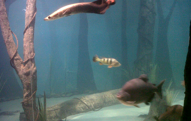 El acuario es tipo amazónico.