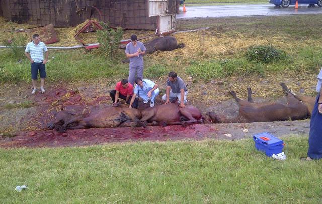 Tres de los animales heridos fueron sacrificados. 