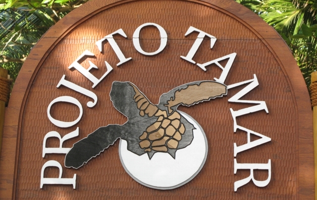 En el complejo hay grandes piletas con ejemplares de tortugas marinas.