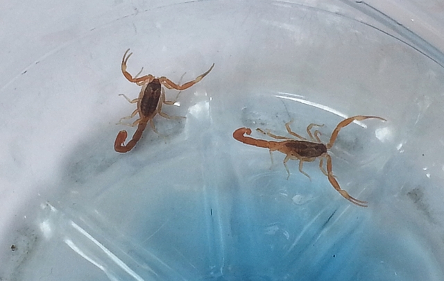 40 consultas por día llegan a la guardia del Rawson.