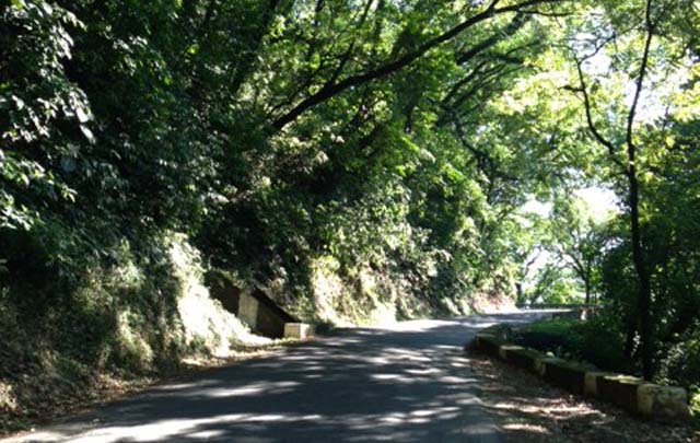 Todo el cerro tiene la típica vegetación subtropical.