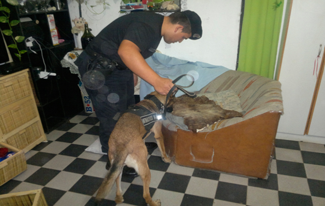 En el dispositivo actuó personal de la División Drogas Peligrosas.