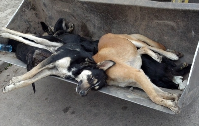 Crece el número de animales que se intoxicaron. 