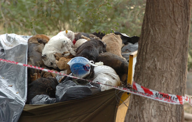 En un contenedor se acumularon gran cantidad de perros muertos.