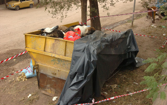 En un contenedor se acumularon gran cantidad de perros muertos.