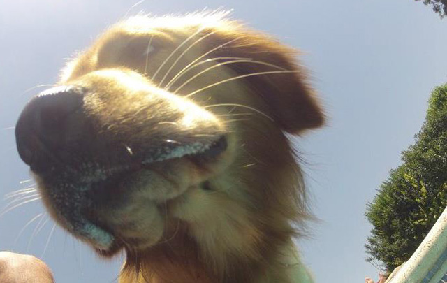 El perro Ulises (Foto: Facebook de Mateo Guzmán).