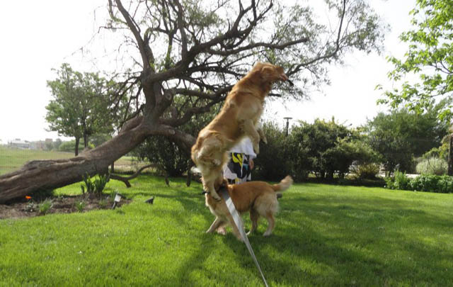 El perro Ulises (Foto: Facebook de Mateo Guzmán).