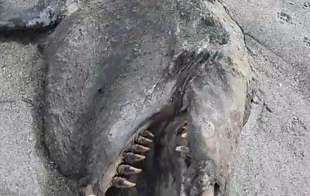 Extraña criatura marina en Nueva Zelanda.