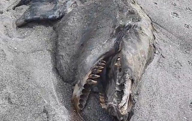 Extraña criatura marina en Nueva Zelanda.