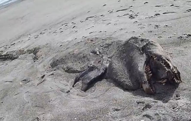 Extraña criatura marina en Nueva Zelanda.