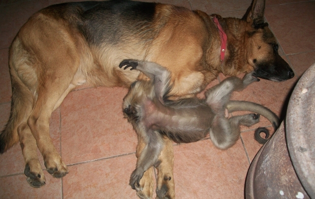 Como dos grandes amigos: Yuri juega con el perro de la familia.