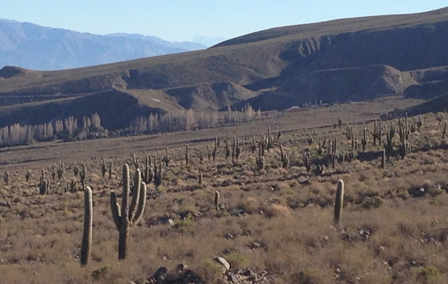 Cuesta de los cardones, en Amaicha del Valle.