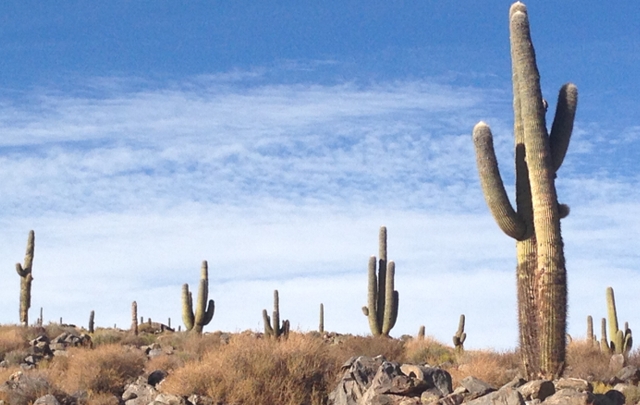 Cuesta de los cardones, en Amaicha del Valle.