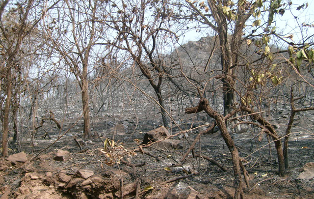 FOTO: El fuego consumió una zona de montes vírgenes. 