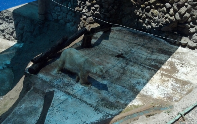 Así vive Arturo, el oso polar del zoológico de Mendoza.