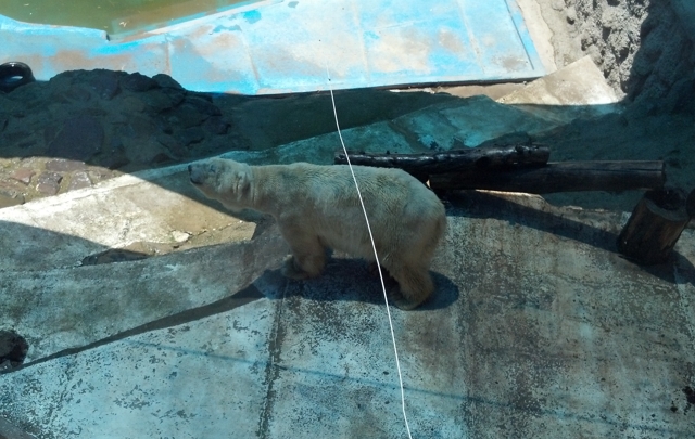 Así vive Arturo, el oso polar del zoológico de Mendoza.
