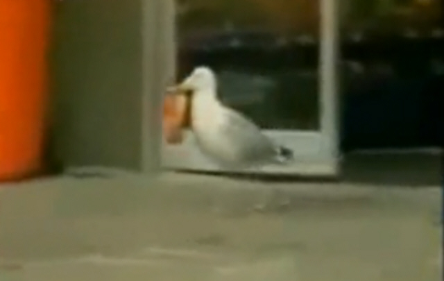 Furor por el video de la gaviota saqueadora.
