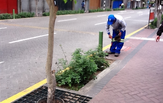 Jardineros mantienen prolijos los canteros.
