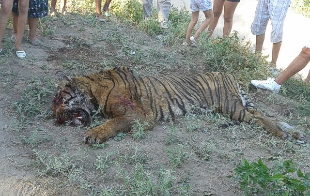 Un tigre suelto en Villa de Soto fue masacrado por vecinos. (Foto: Rodrigo Herrera)