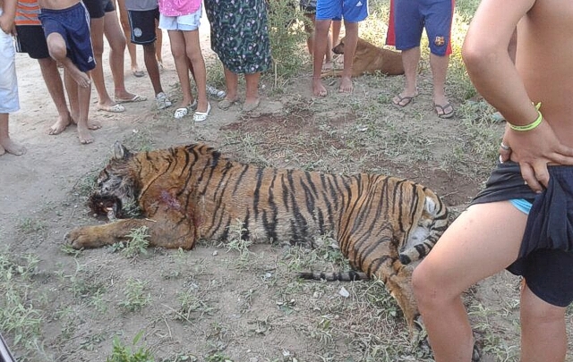 Un tigre suelto en Villa de Soto fue masacrado por vecinos. (Foto: Rodrigo Herrera)