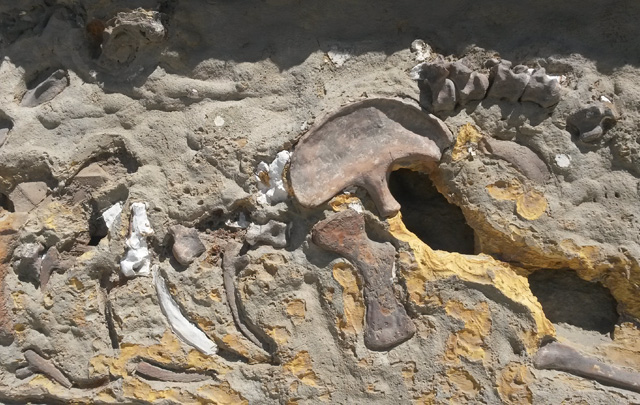 Fósiles en Puerto Pirámides, en la Península de Valdés (Chubut). 