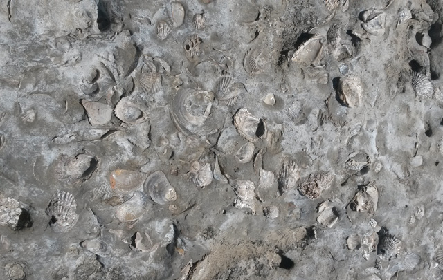 Puerto Pirámides está ubicado en la Península de Valdés, en Chubut. 