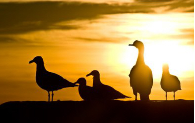 La Isla de los Pájaros, paraíso natural donde no llega el ser humano. 