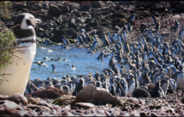 Se estima que hay 250 mil nidos y 500 mil parejas de pingüinos. 