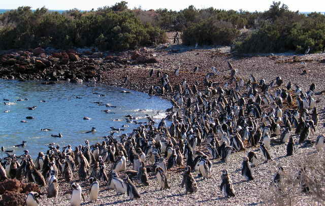 FOTO: Se estima que hay 250 mil nidos y 500 mil parejas de pingüinos.