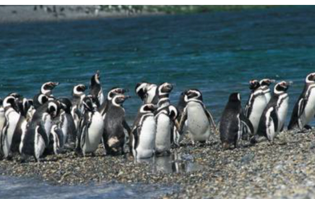 FOTO: Se estima que hay 250 mil nidos y 500 mil parejas de pingüinos. 