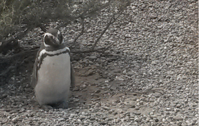 Cristian Moreschi estuvo en Punta Tombo. 