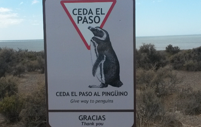 Cristian Moreschi estuvo en Punta Tombo. 