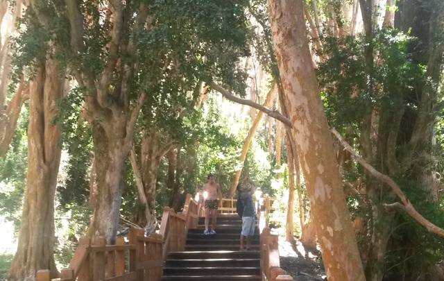 El Bosque de Arrayanes, en Bariloche.
