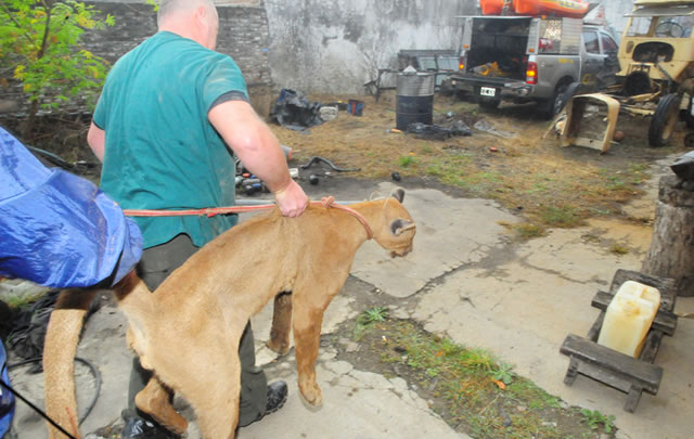 La puma hembra fue capturada en un taller.