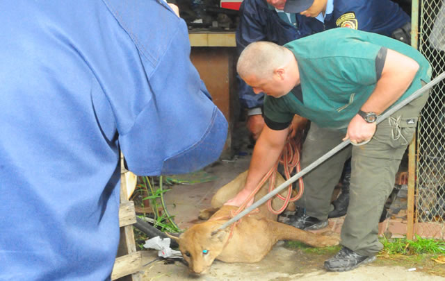 La puma hembra fue capturada en un taller.