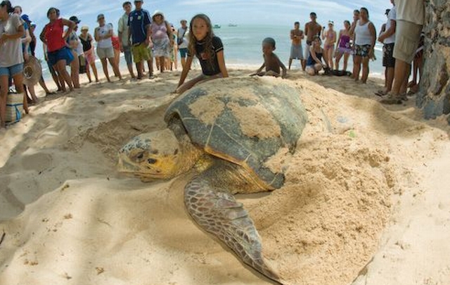 La ''Tortuga Cabezona'', de Praia do Forte.