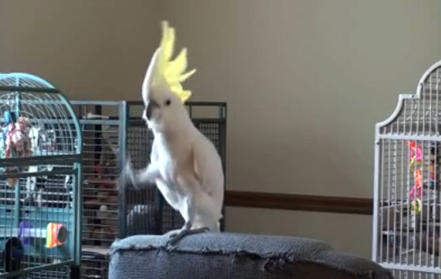 Cacatúa baila como Michael Jackson.