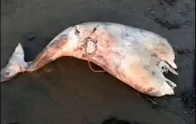 El cetáceo tenía dos cabezas, pero compartía una sola cola.