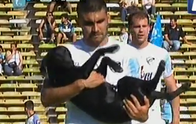 VIDEO: Perro entra a la cancha en Belgrano Quilmes