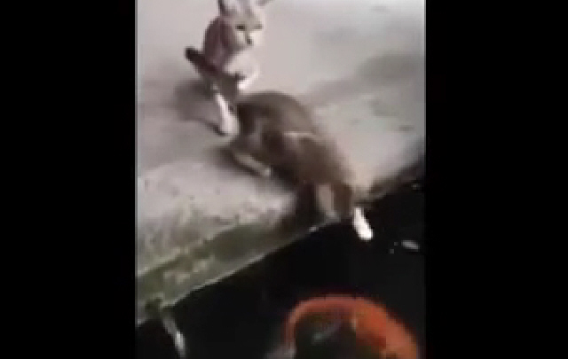  La curiosidad mató al gato.