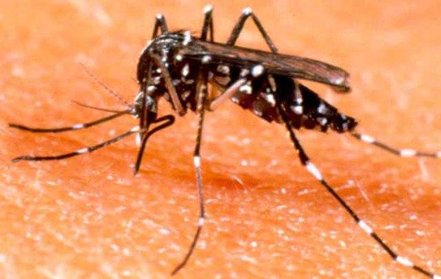 El Aedes aegypti vector del dengue (Foto: Archivo)