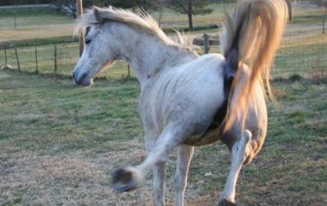 El peón falleció por las graves heridas provocadas por el animal (Foto ilustrativa).