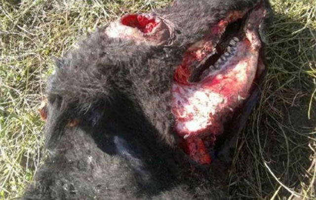 No presentaba ojos, la lengua estaba cortada y la mandíbula pelada.