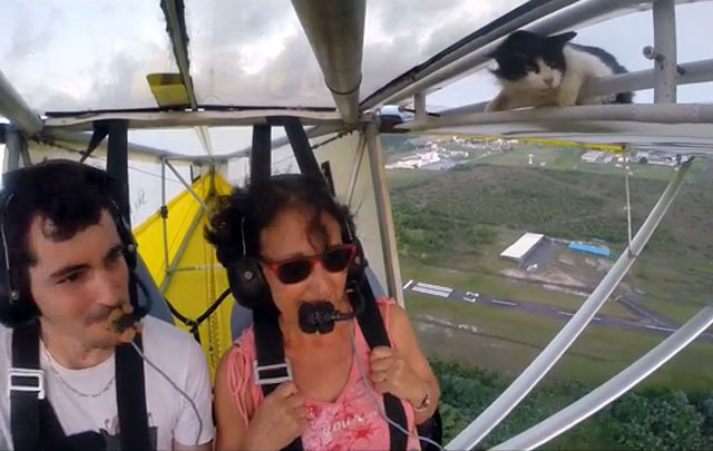 El ''gato volador'' en la Guayana Francesa.